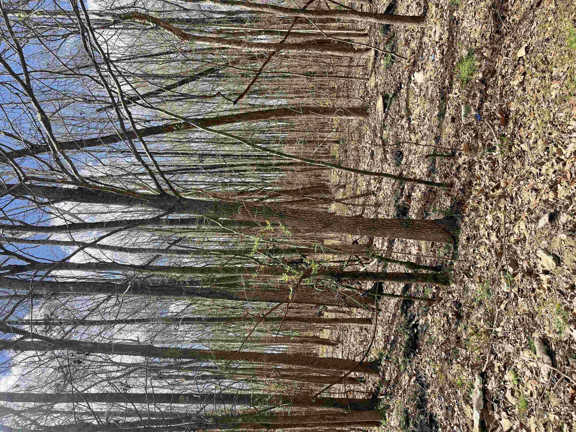 555 WOODLAND TRACE, Cordova, TN, 38018