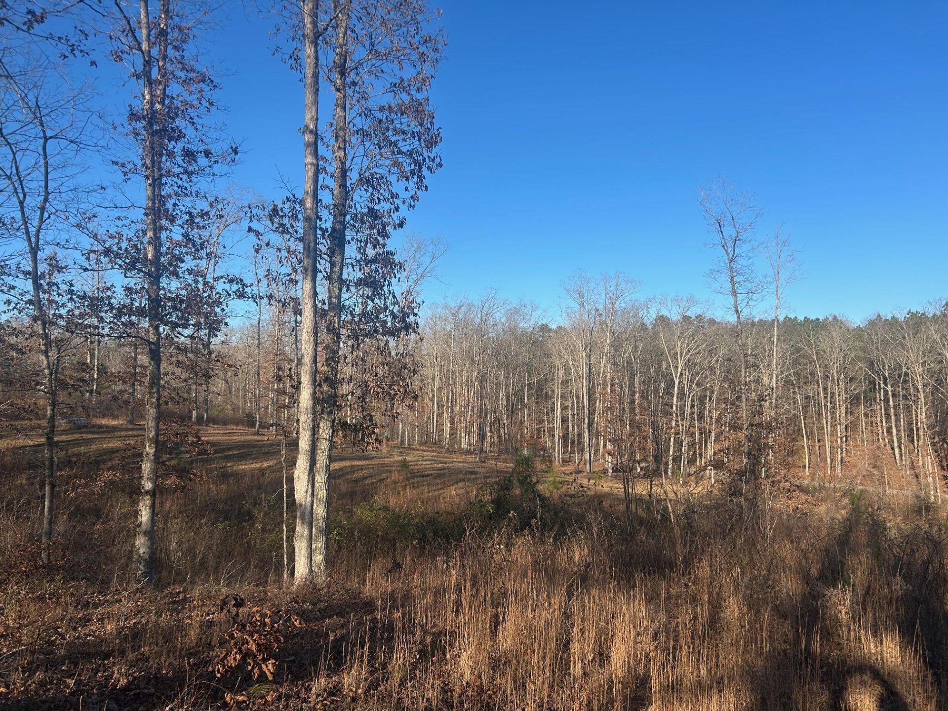 339 BLAND HOLLOW RD, Hohenwald, TN, 38462