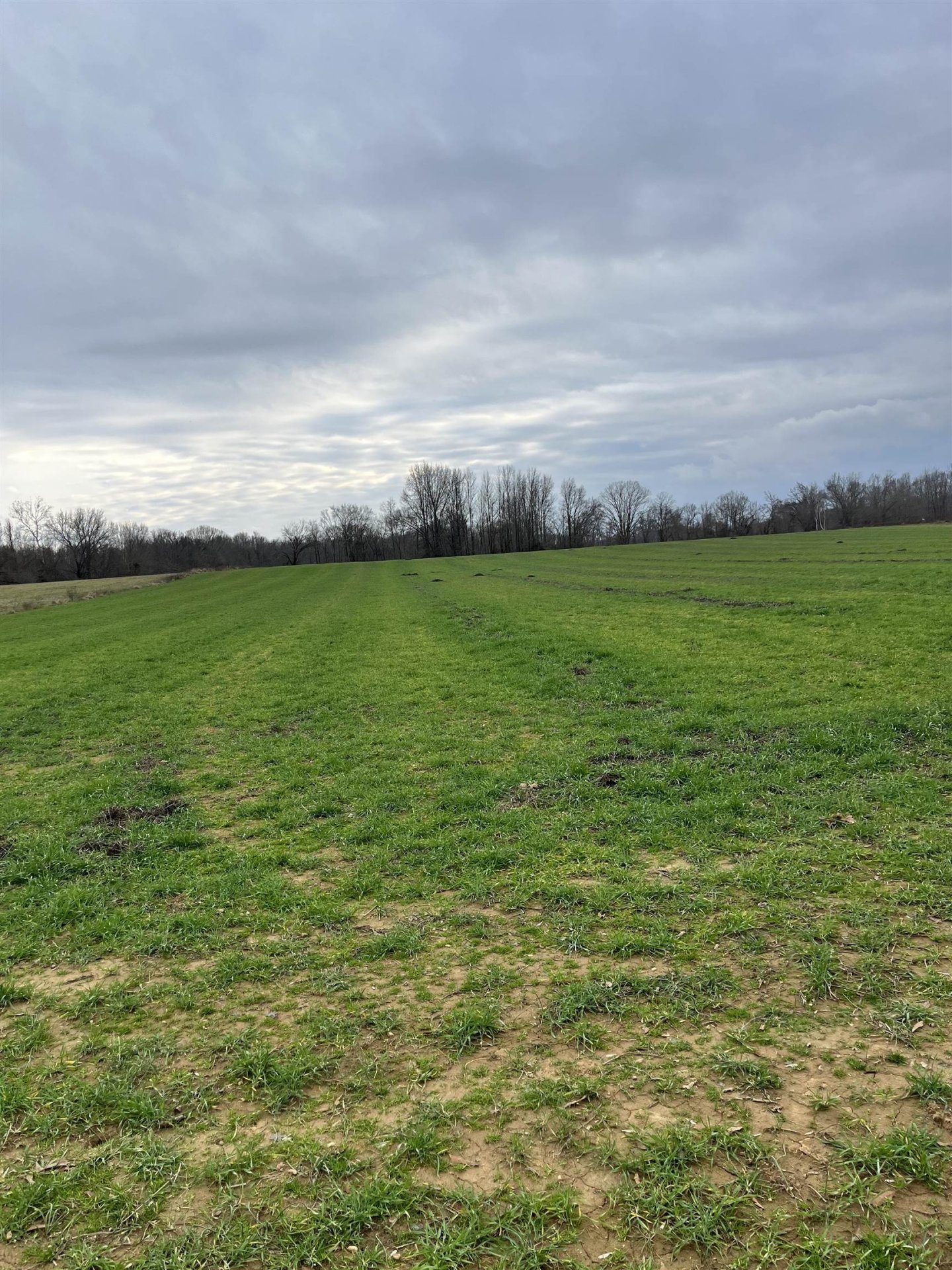 01 SCHOLES, Stanton, TN, 38069