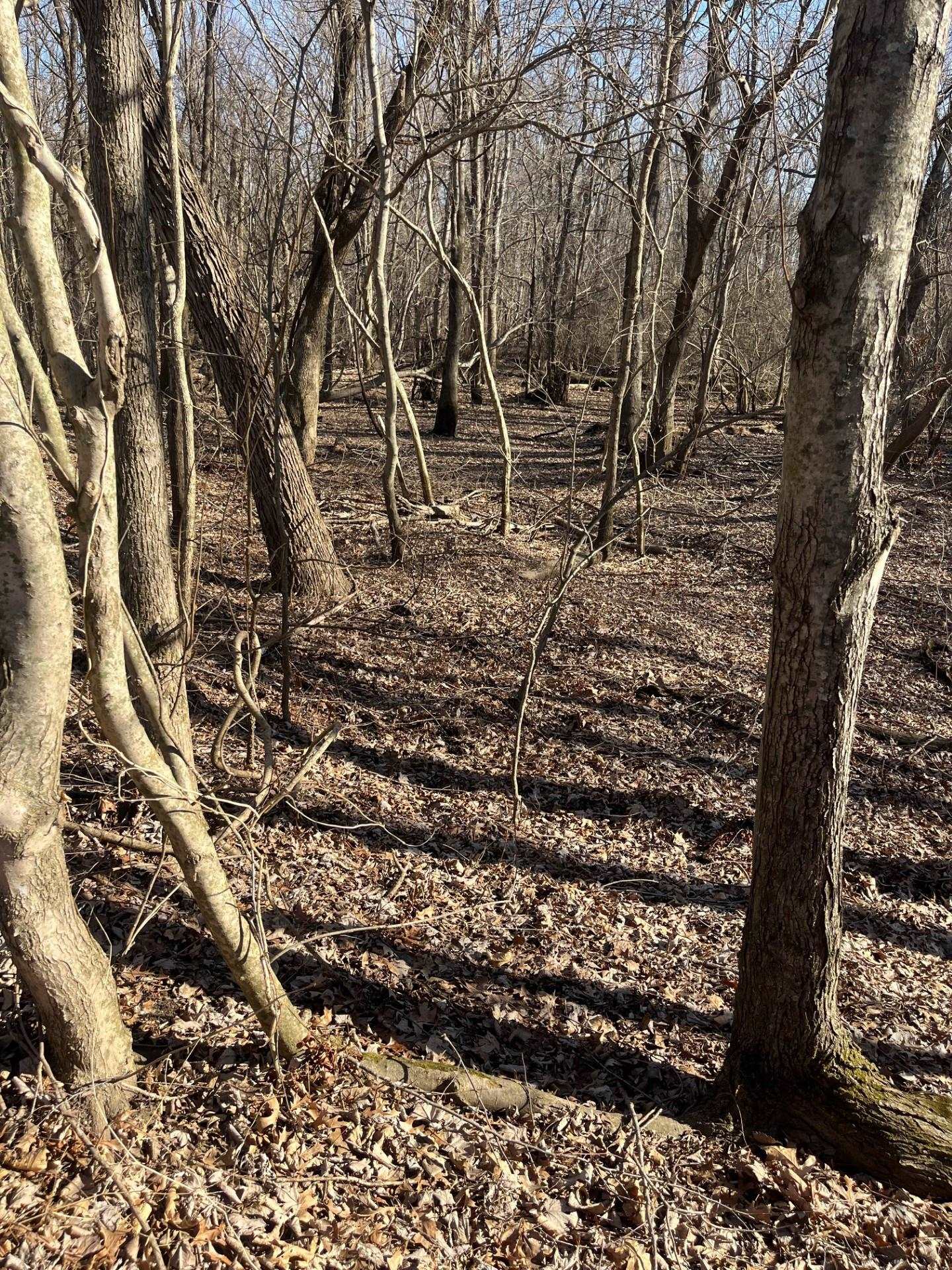 GREENE COUNTY AR 954, Paragould, AR, 72450